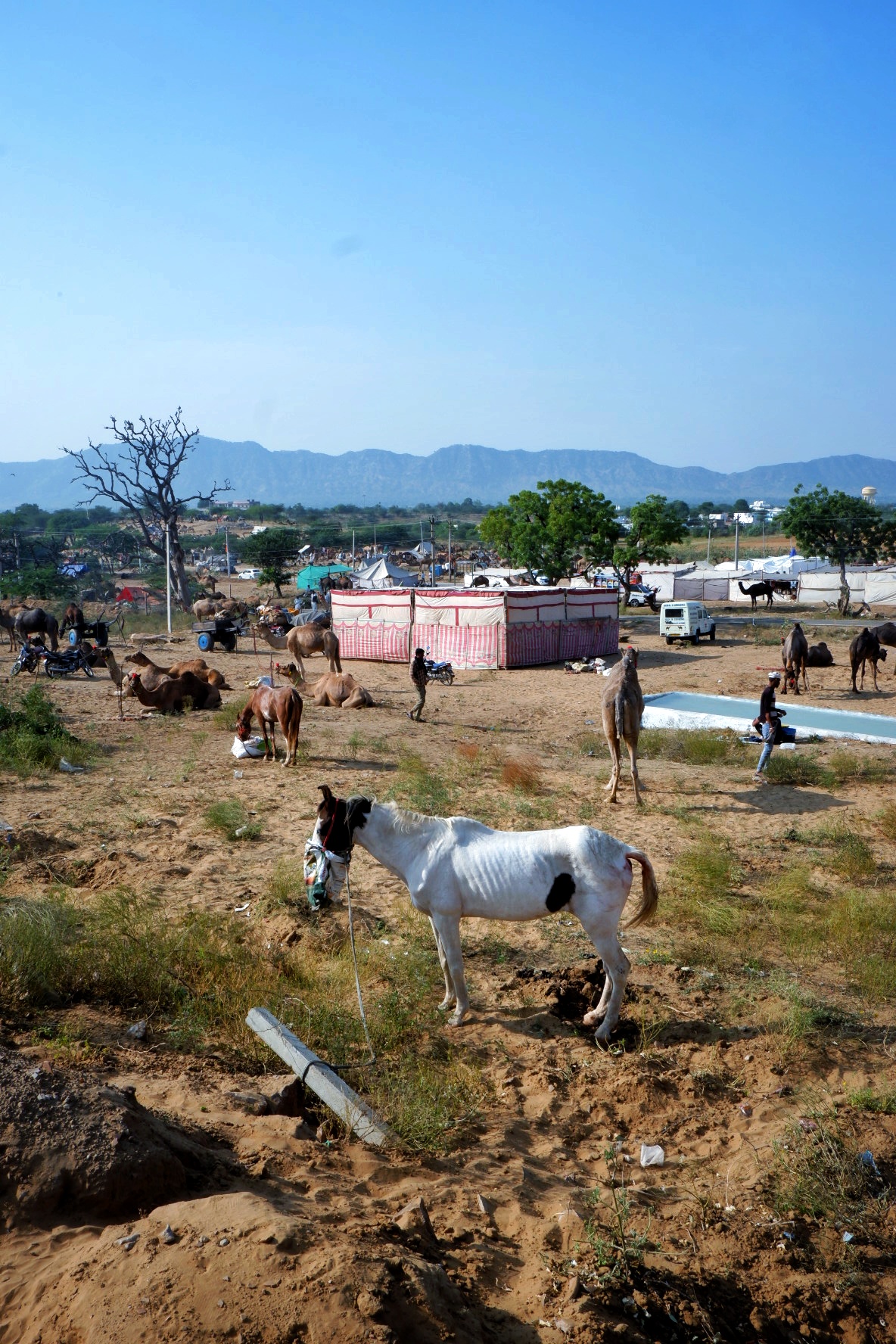 Life in Pushkar photograph 6
